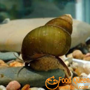 river snail