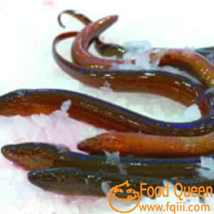 Rice field eel