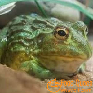 Bullfrog