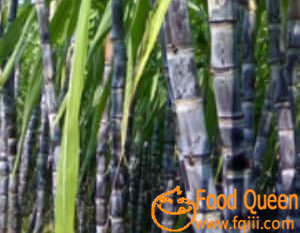 sugar cane