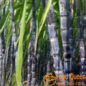 sugar cane