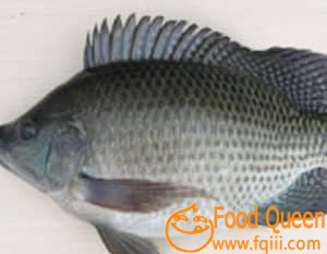 Tilapia