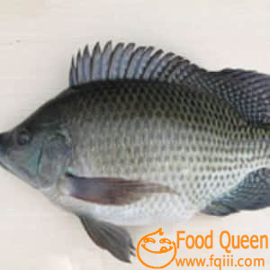 Tilapia