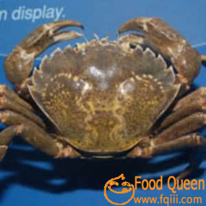 crab