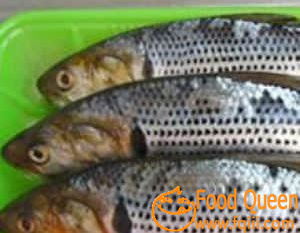 Crucian carp