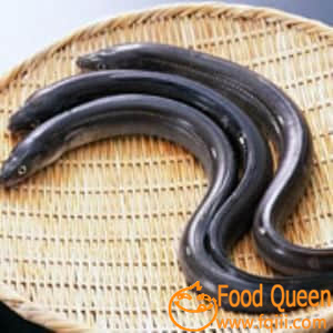 eel