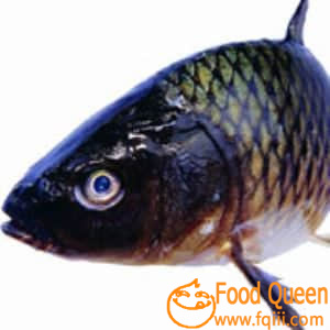 Crucian carp