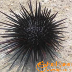 sea ​​urchin